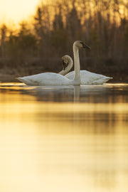Cygne 006