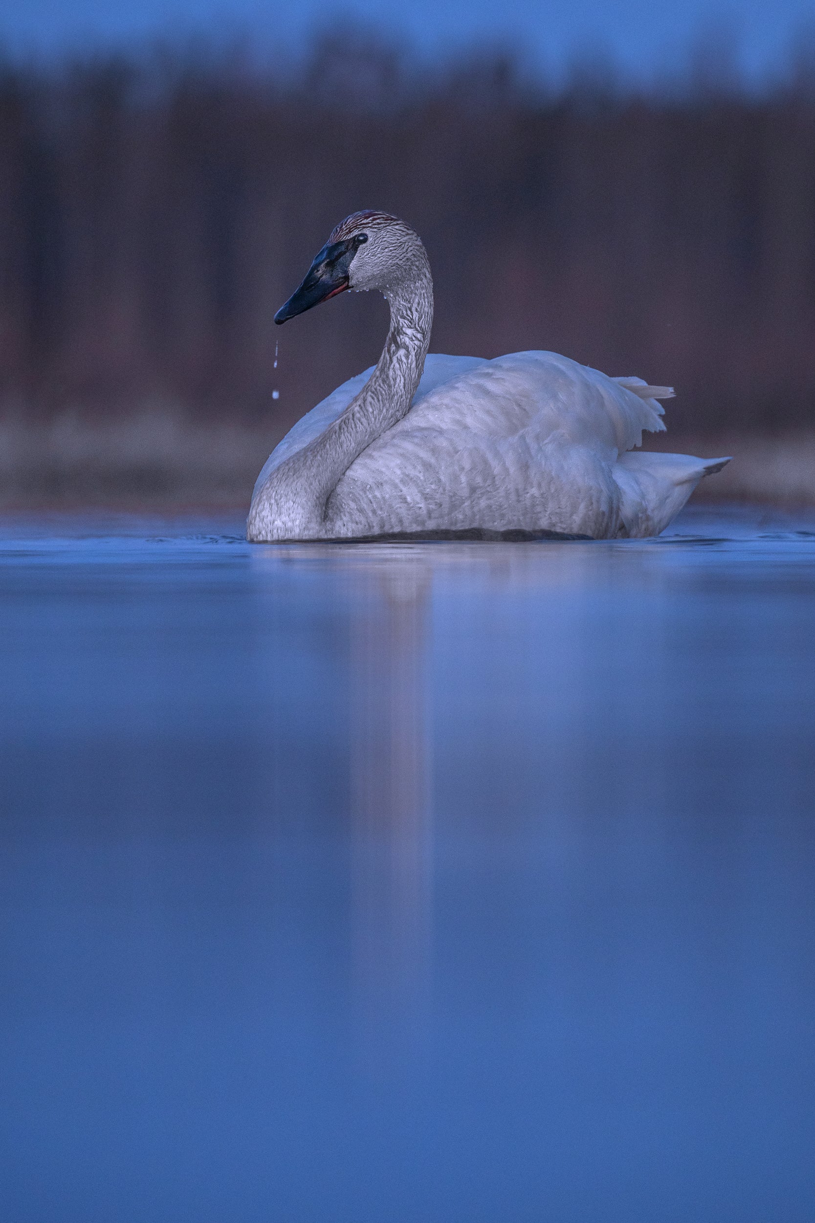 Cygne 008