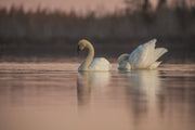 Cygne 009
