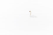 Cygne 021