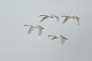 Cygne 022