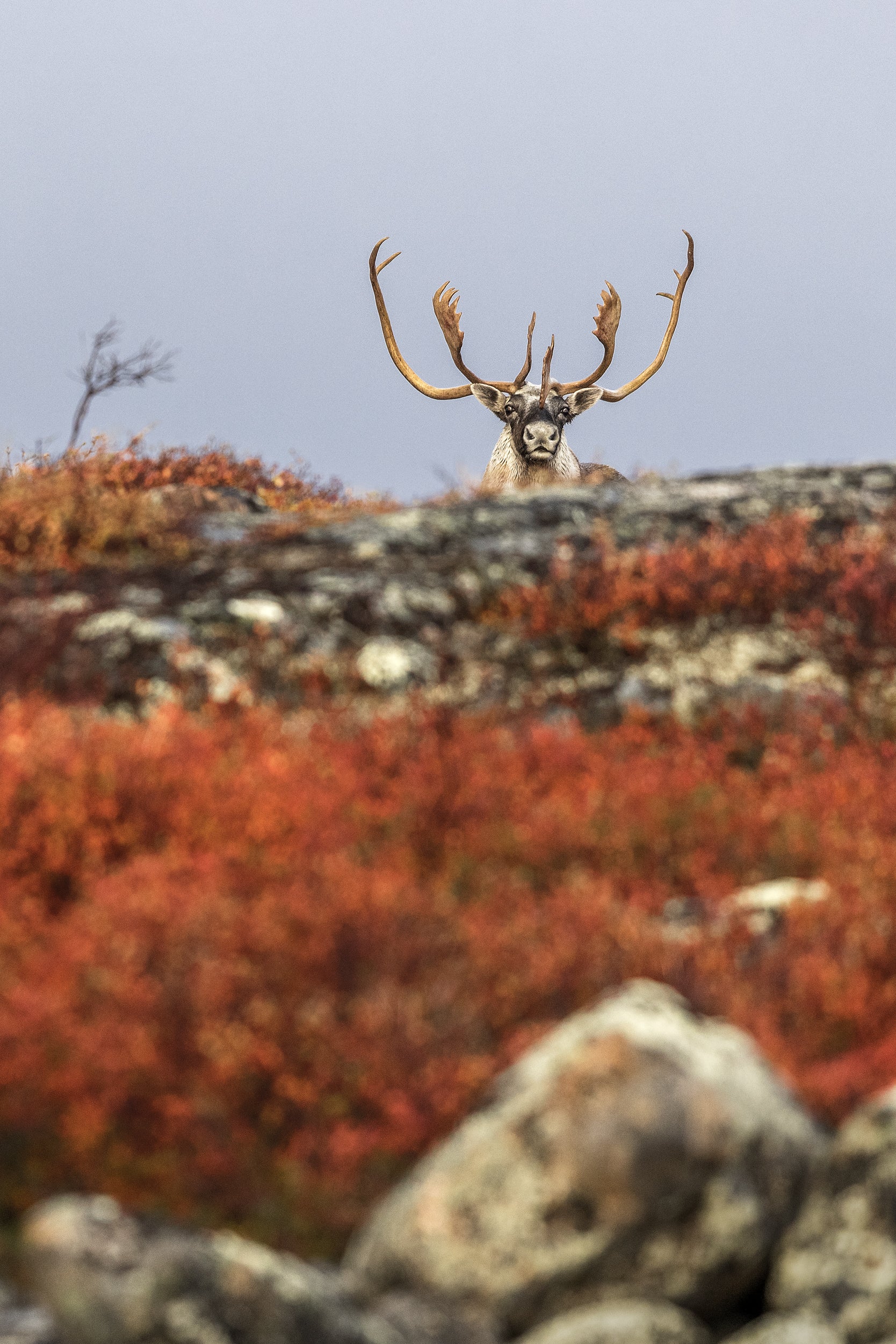 Caribou migrateur - Automne 001