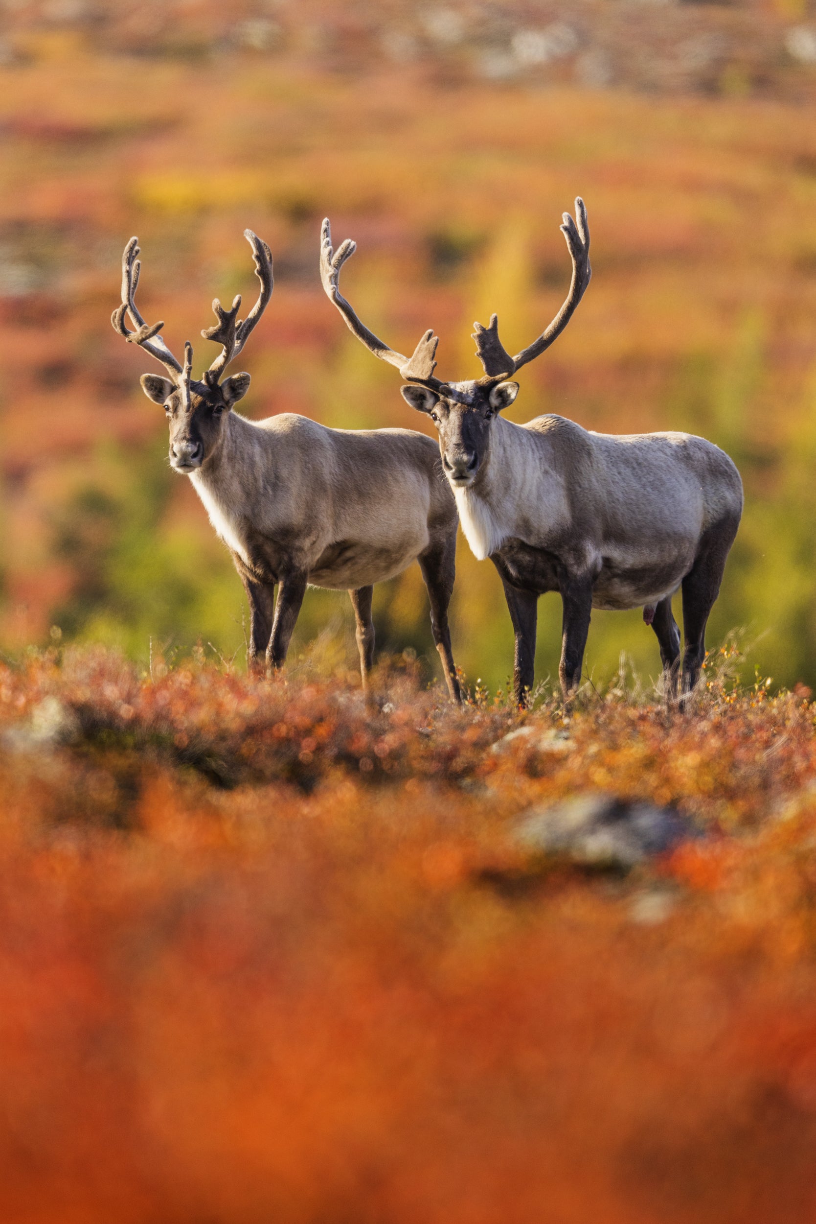 Caribou migrateur - Automne 104