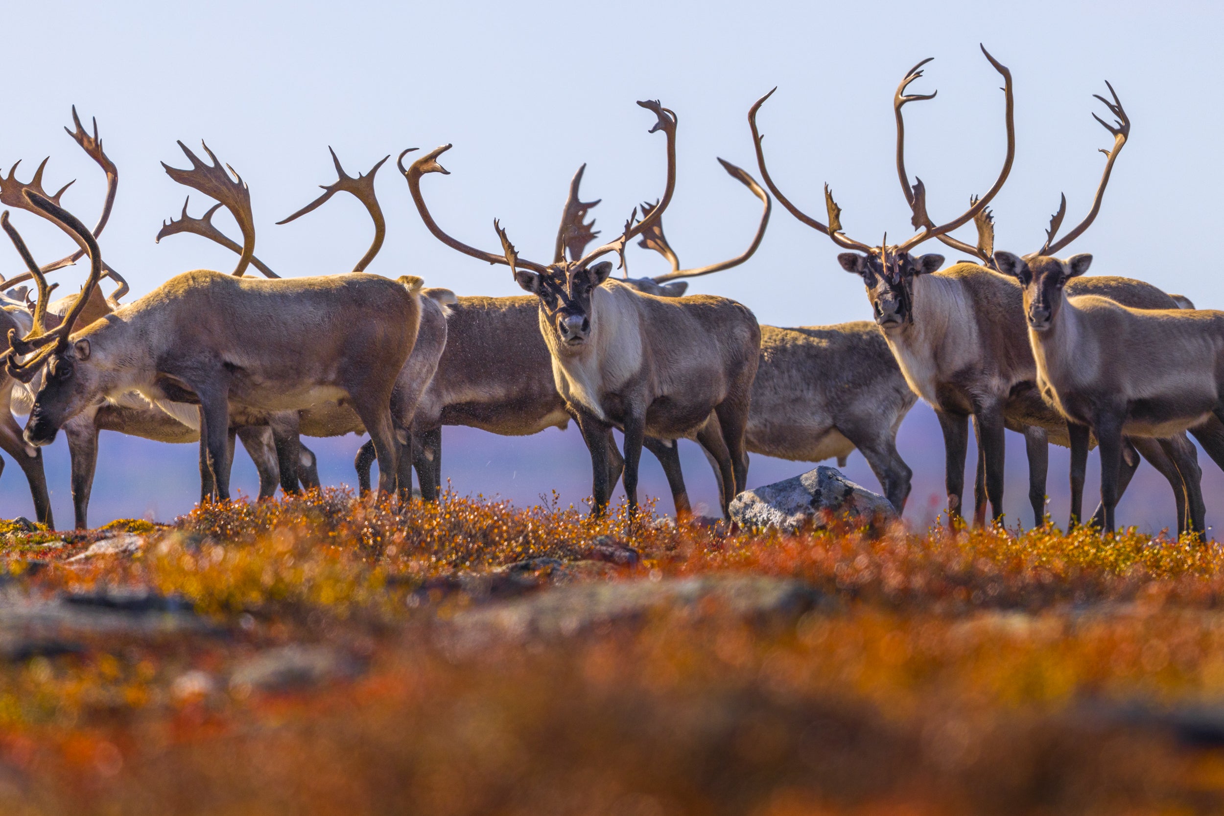 Caribou migrateur - Automne 0116