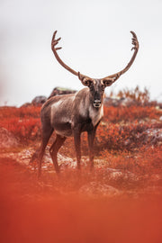 Caribou migrateur - Automne 122