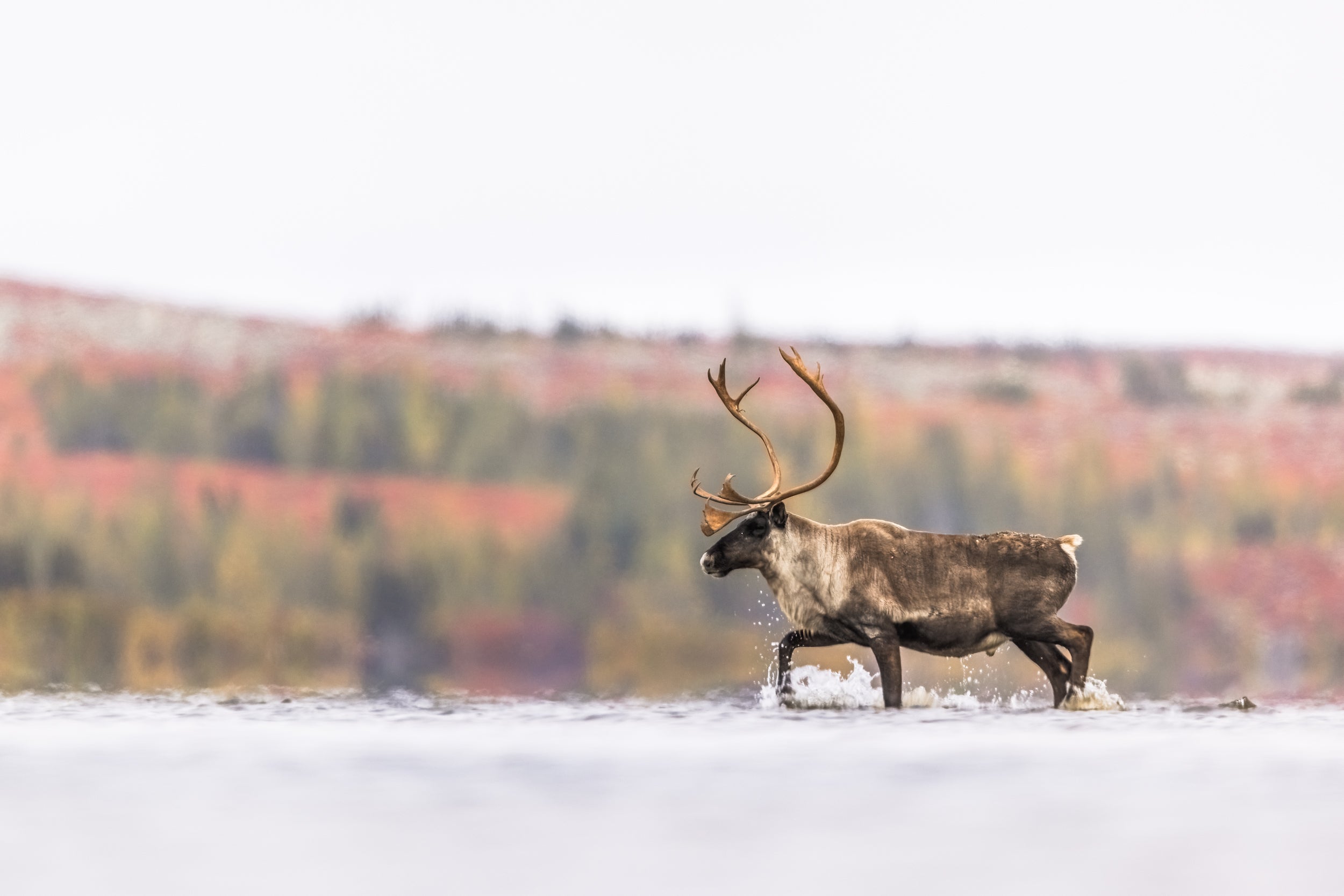 Caribou migrateur - Automne 0128