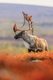 Caribou migrateur - Automne 133