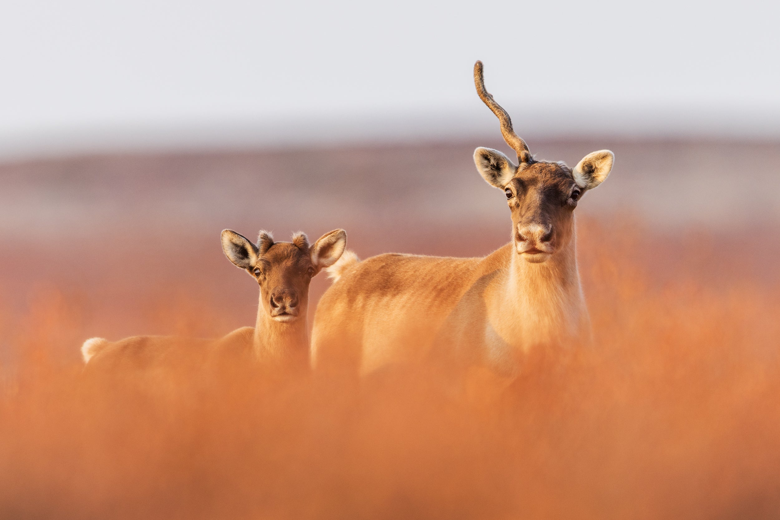 Caribou migrateur - Automne 0137