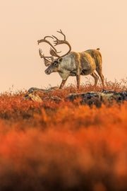Caribou migrateur - Automne 139