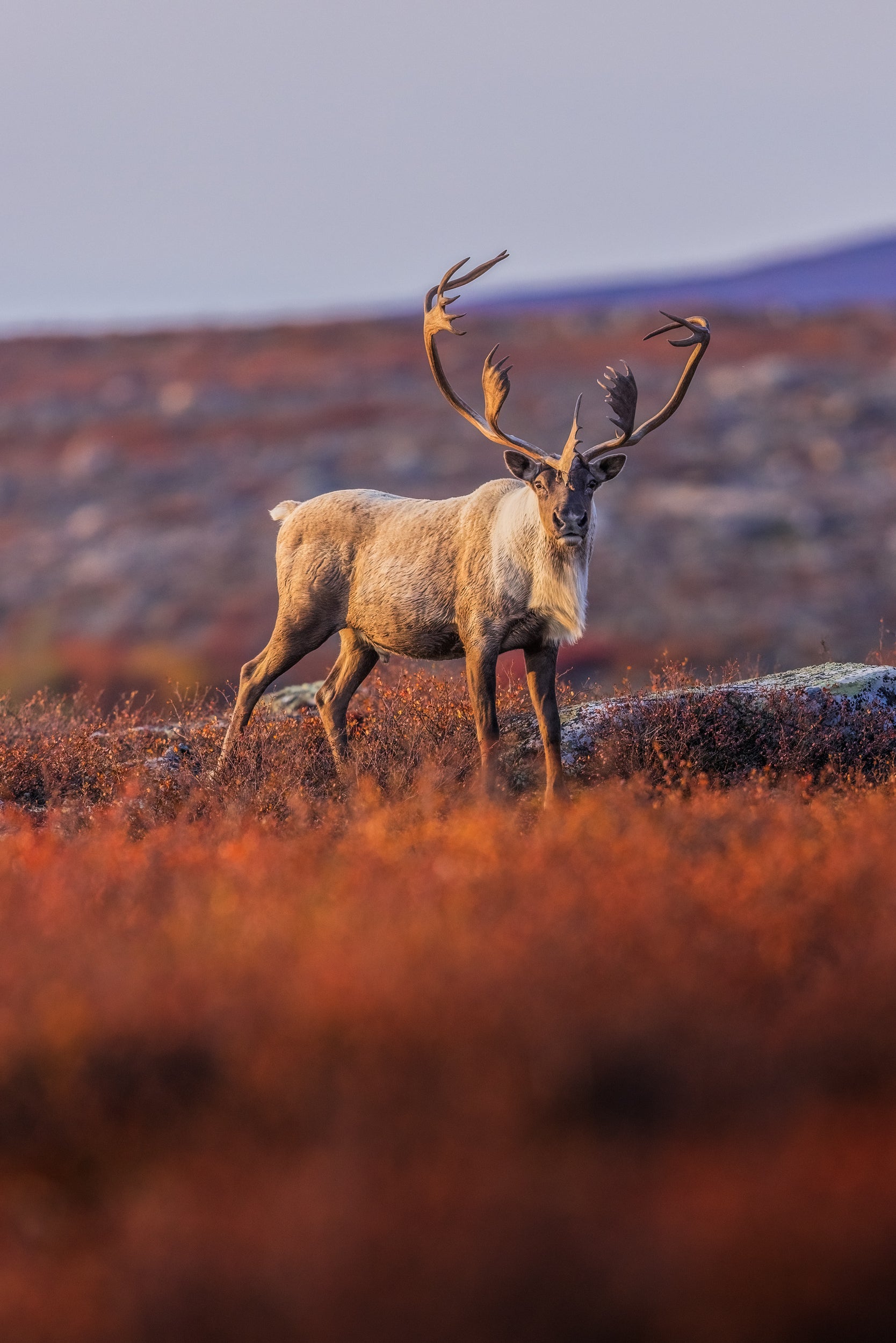 Caribou migrateur - Automne 142