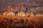 Caribou migrateur - Automne 148