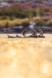 Caribou migrateur - Automne 153