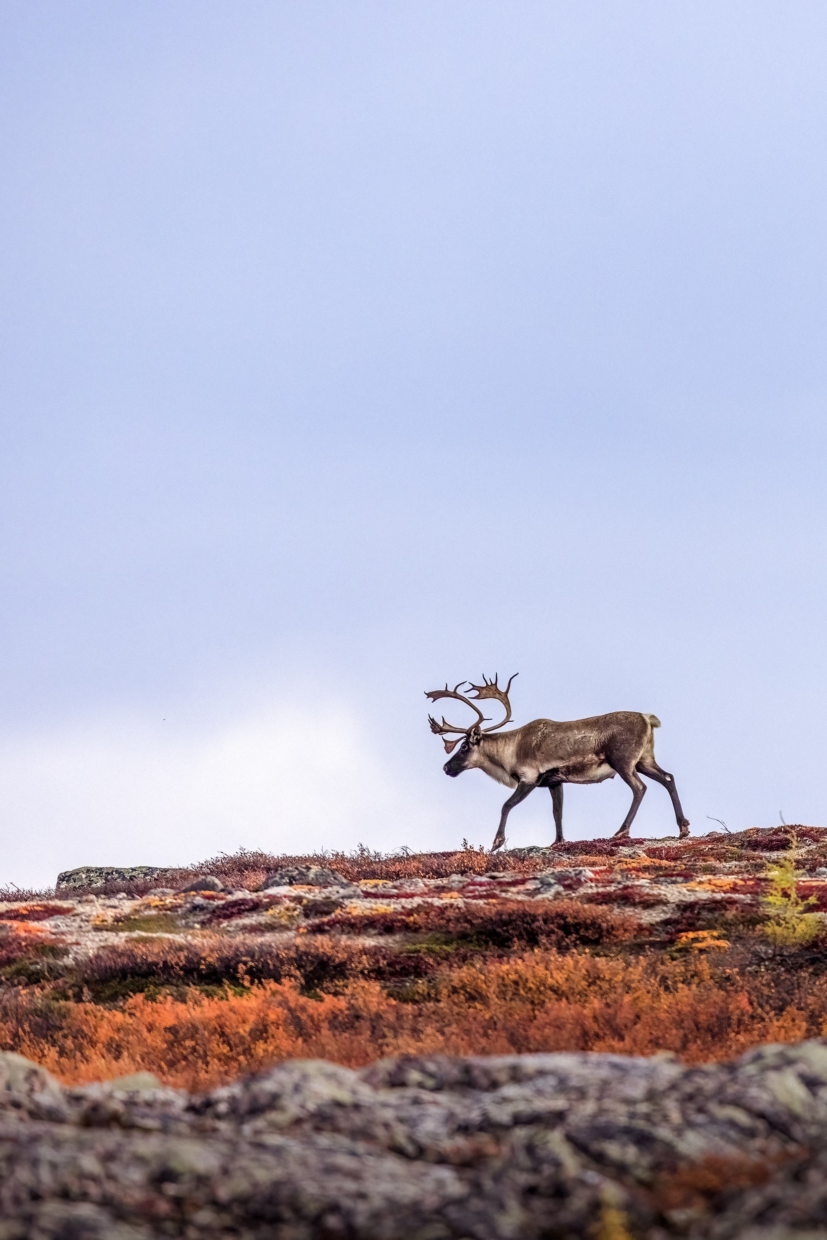 Caribou migrateur - Automne 159
