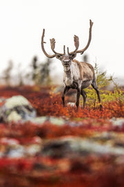 Caribou migrateur - Automne 161