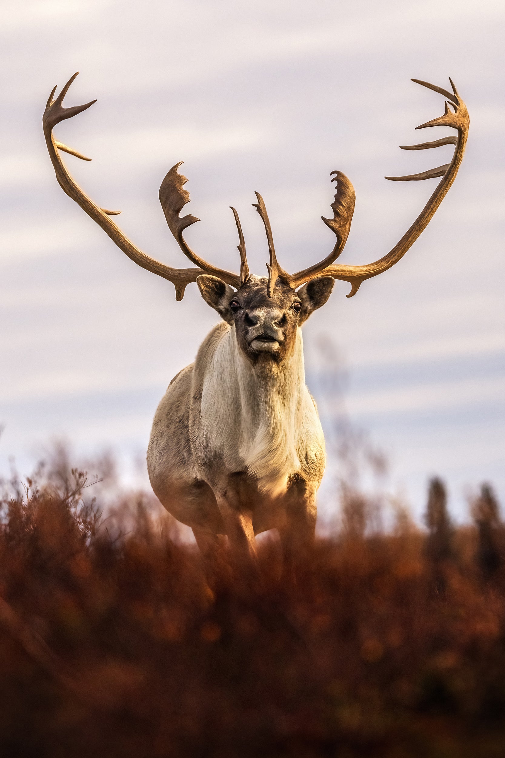 Caribou migrateur - Automne 177