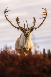 Caribou migrateur - Automne 177