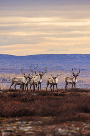 Caribou migrateur - Automne 188
