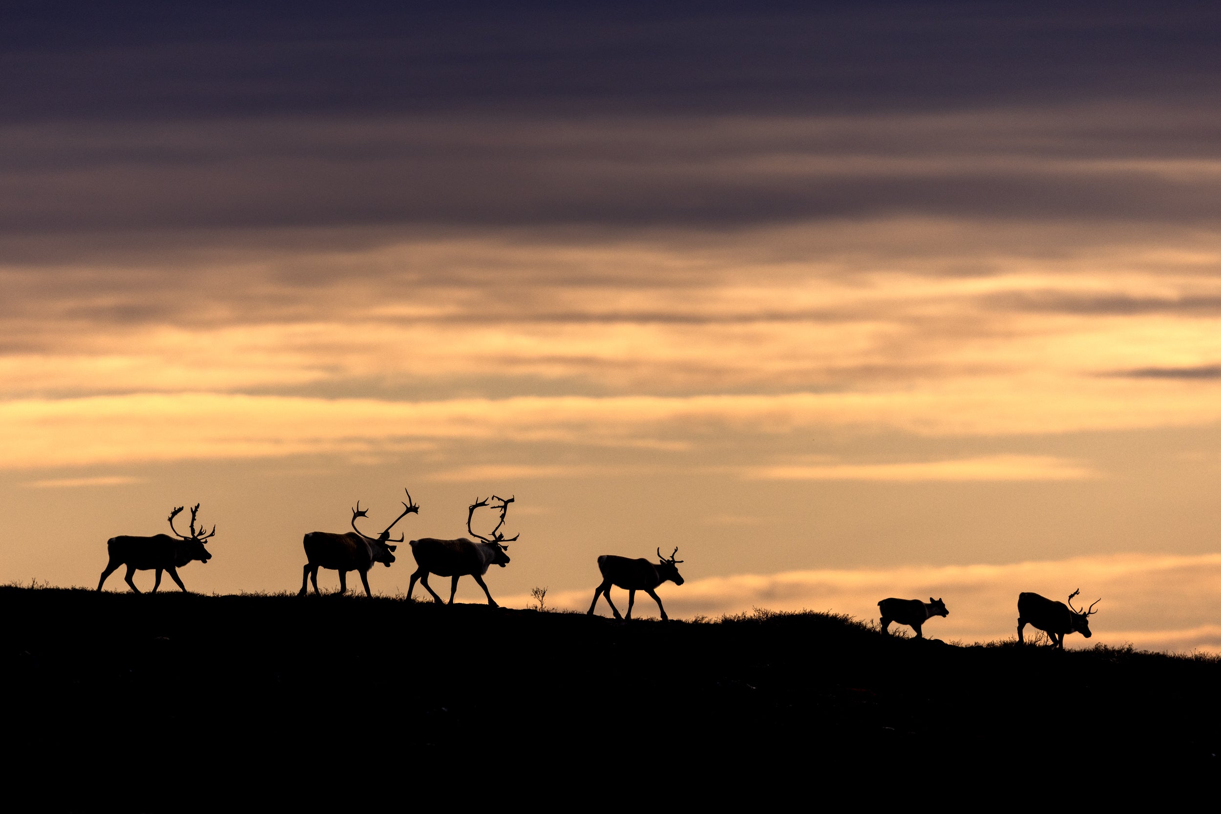 Caribou migrateur - Automne 194