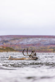 Caribou migrateur - Automne 003