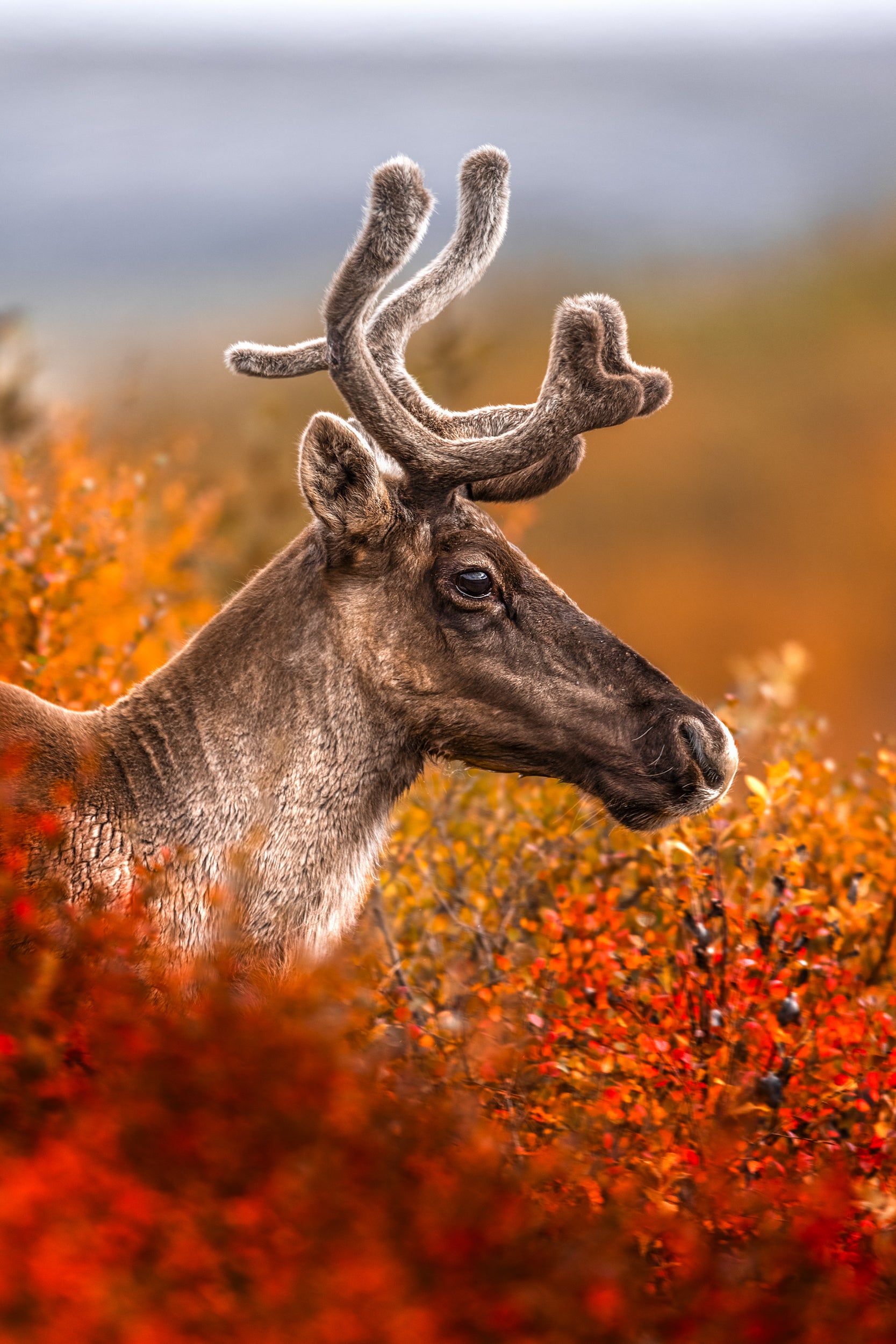 Caribou migrateur - Automne 006