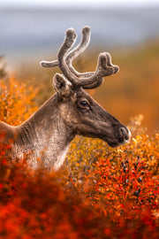Caribou migrateur - Automne 006