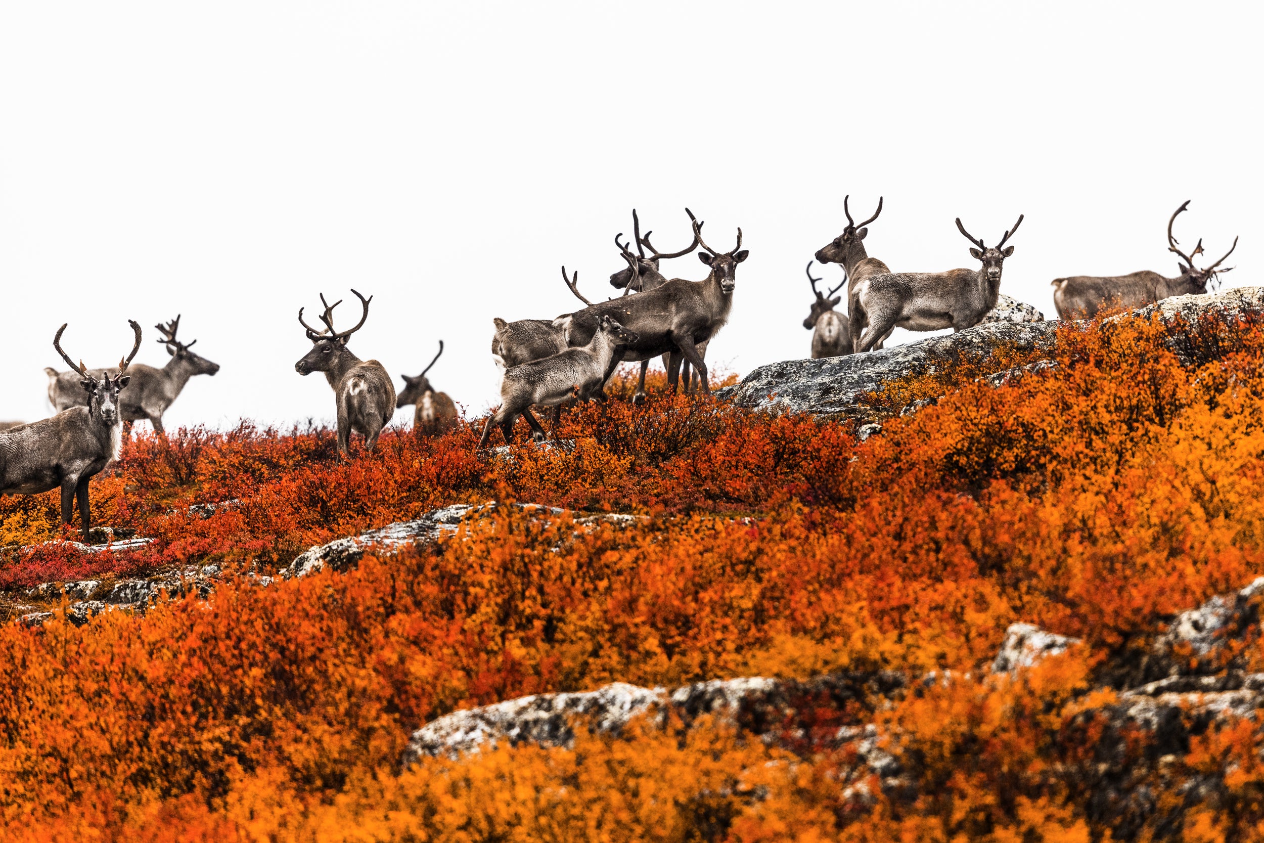 Caribou migrateur - Automne 008