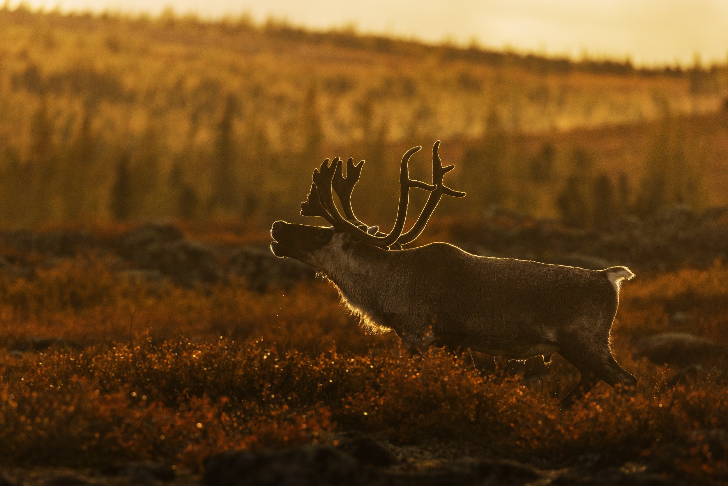 Caribou migrateur - Automne 009