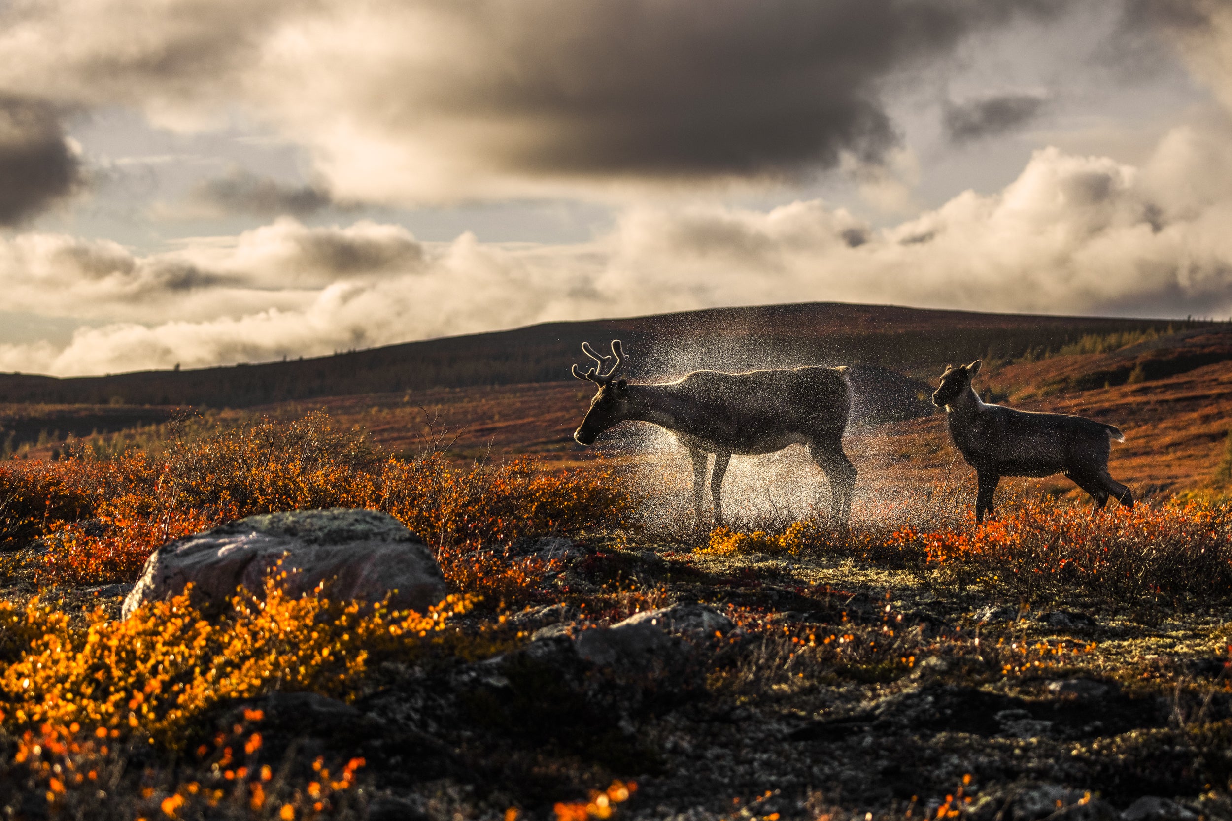 Caribou migrateur - Automne 010