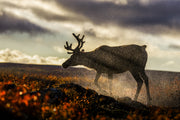 Caribou migrateur - Automne 012