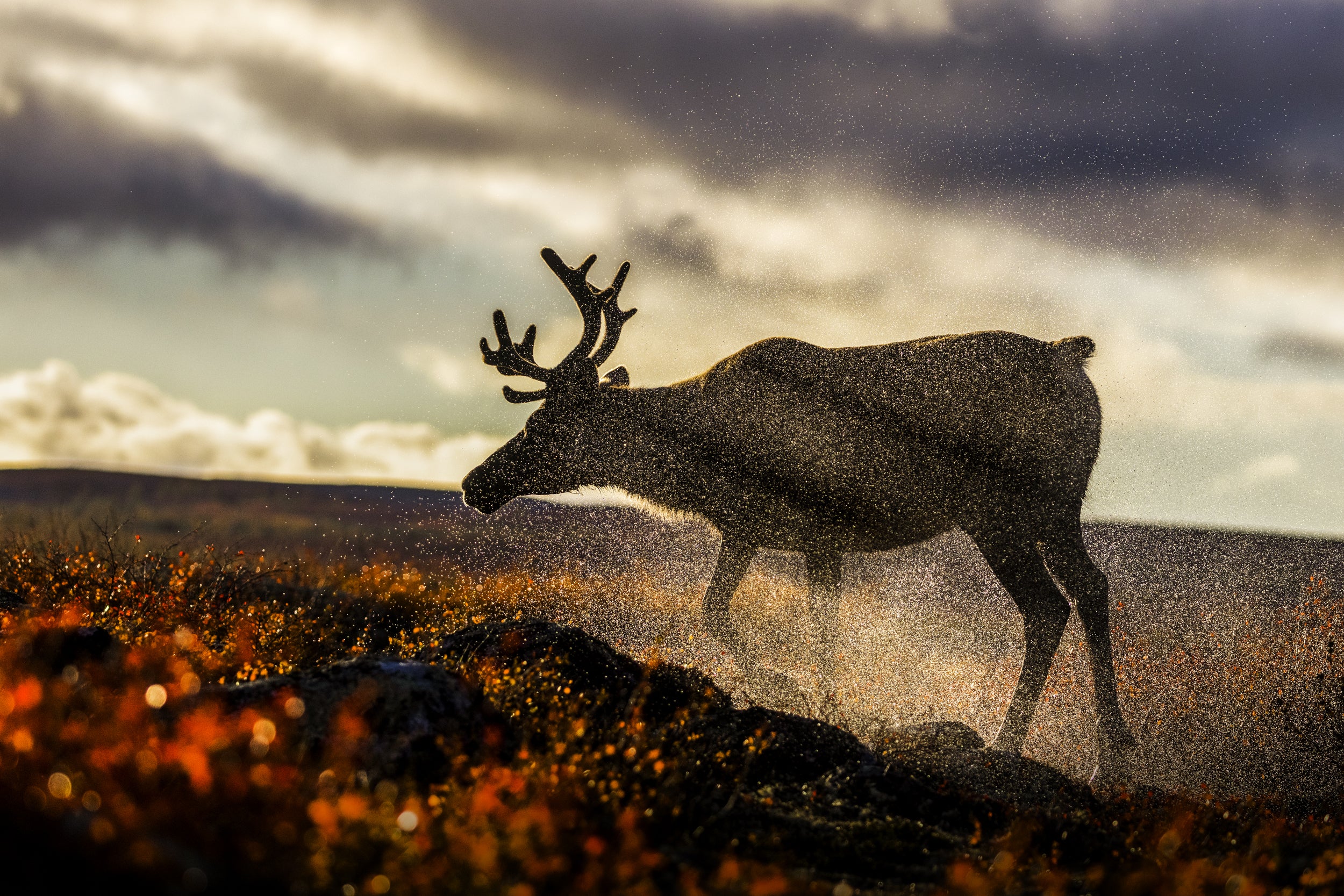 Caribou migrateur - Automne 012