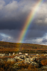 Caribou migrateur - Automne 013