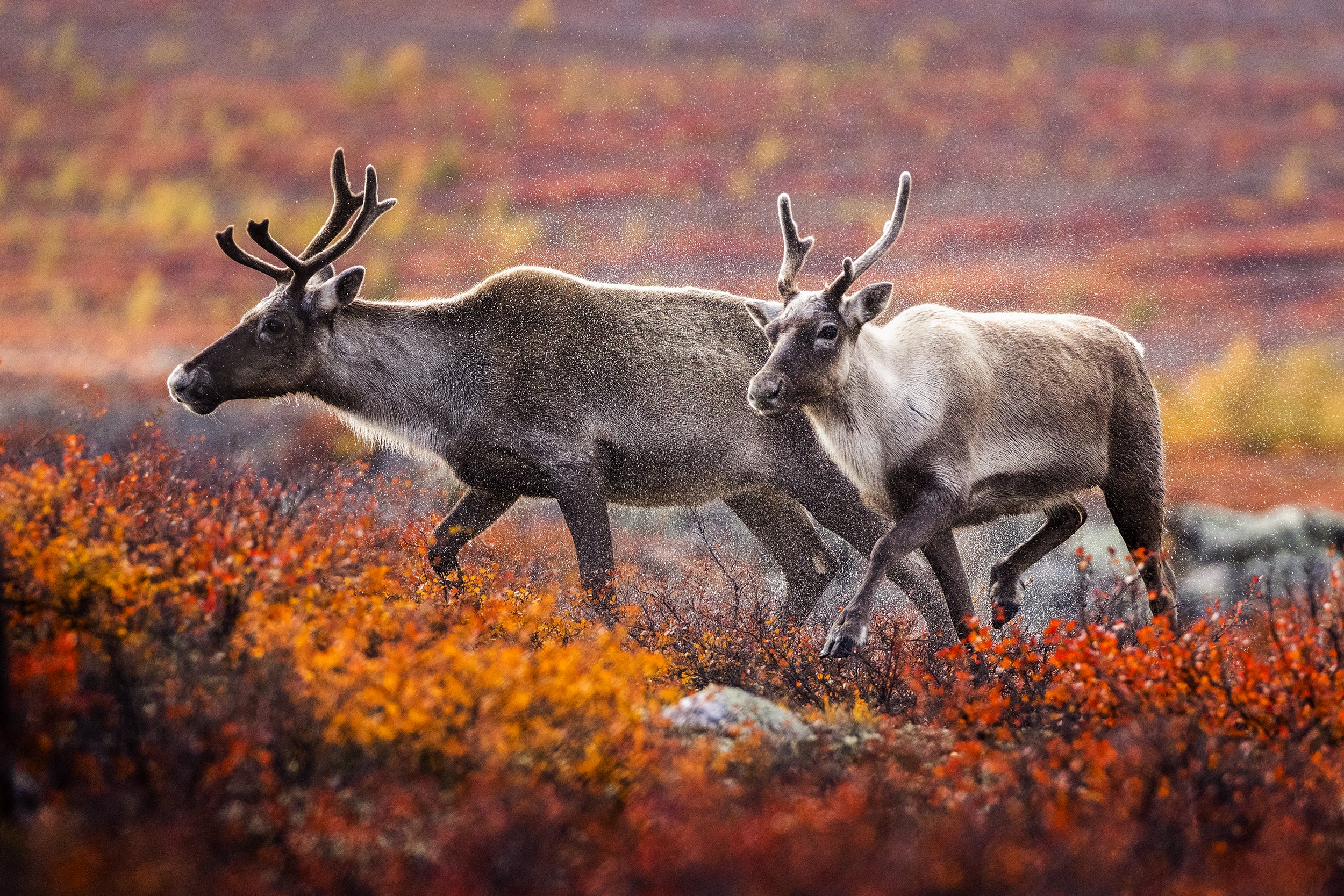 Caribou migrateur - Automne 014
