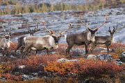 Caribou migrateur - Automne 016