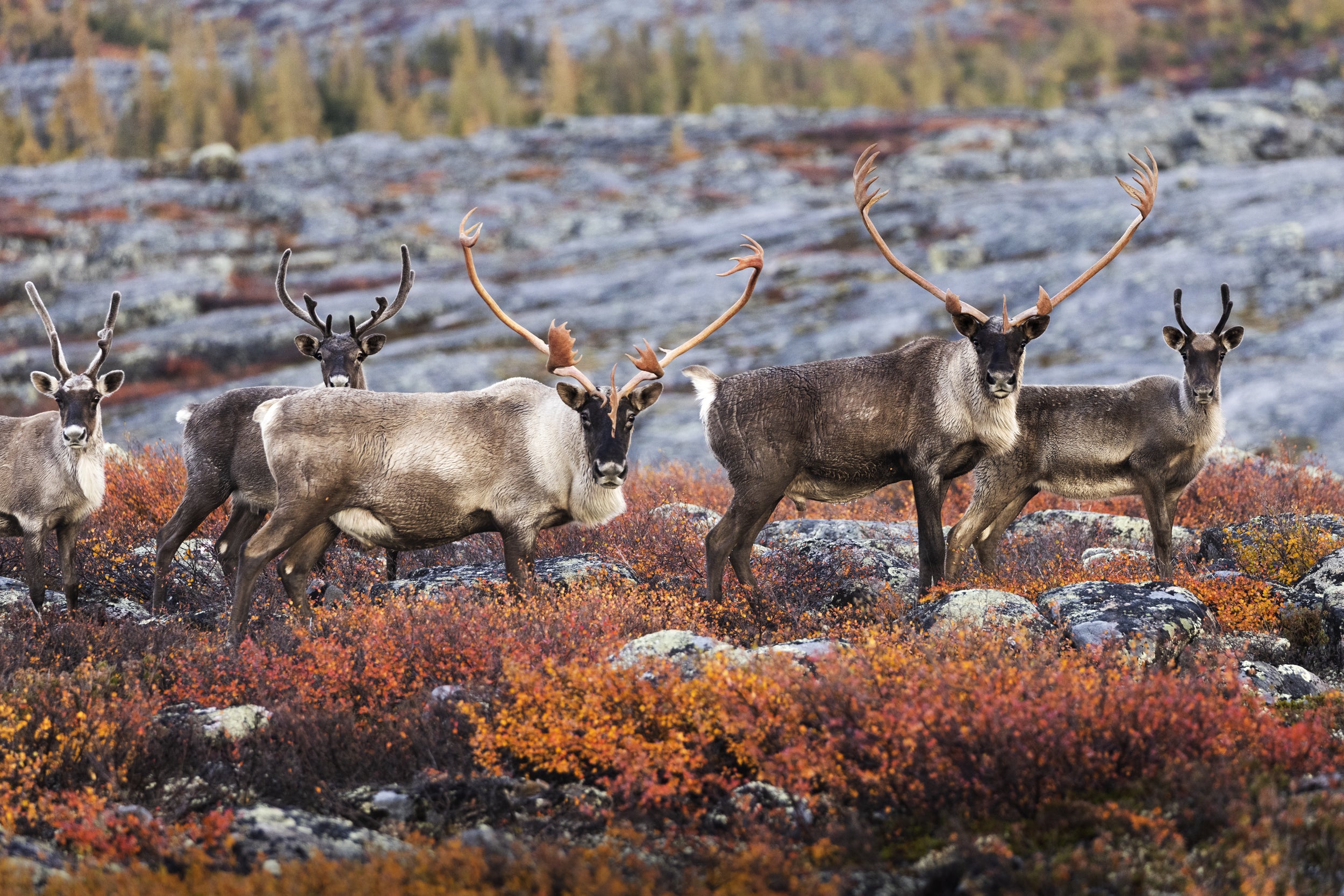 Caribou migrateur - Automne 016