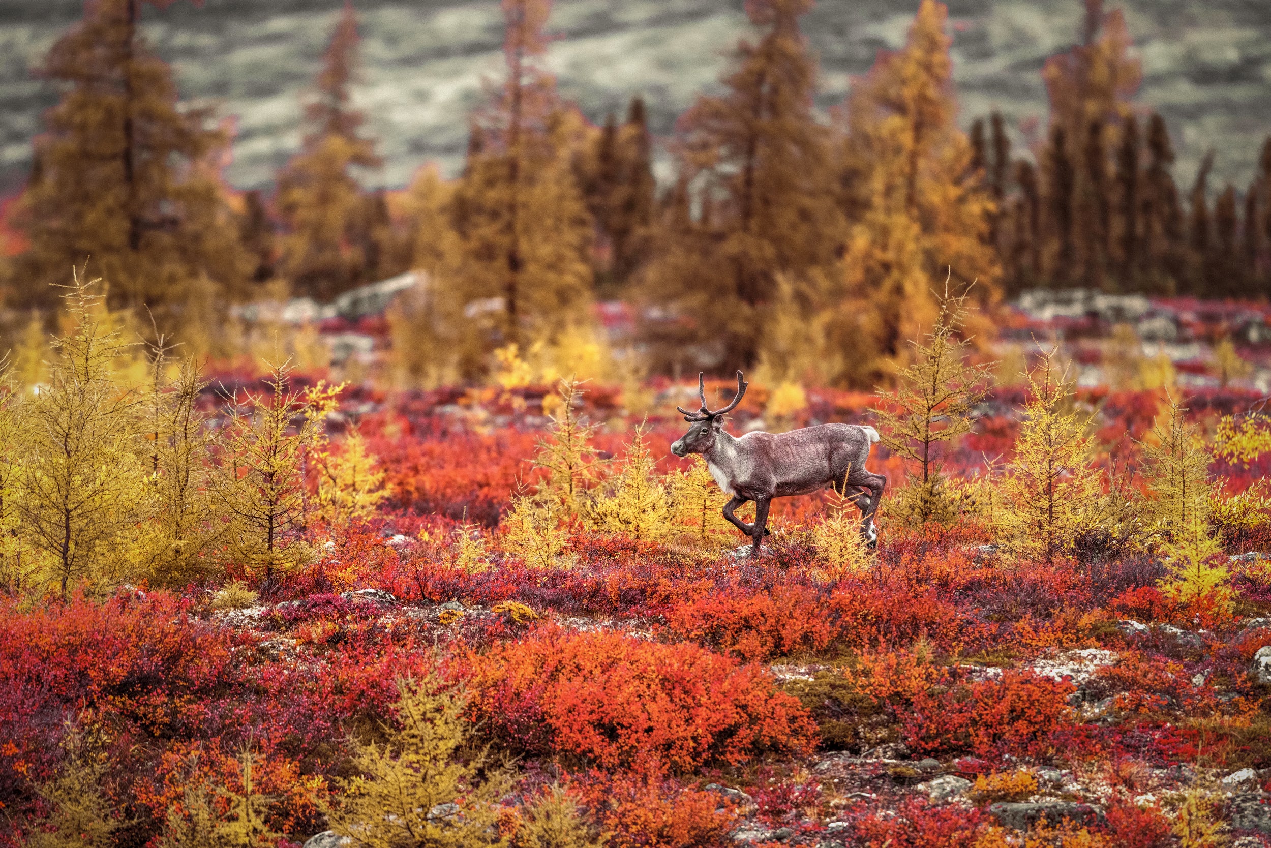 Caribou migrateur - Automne 017