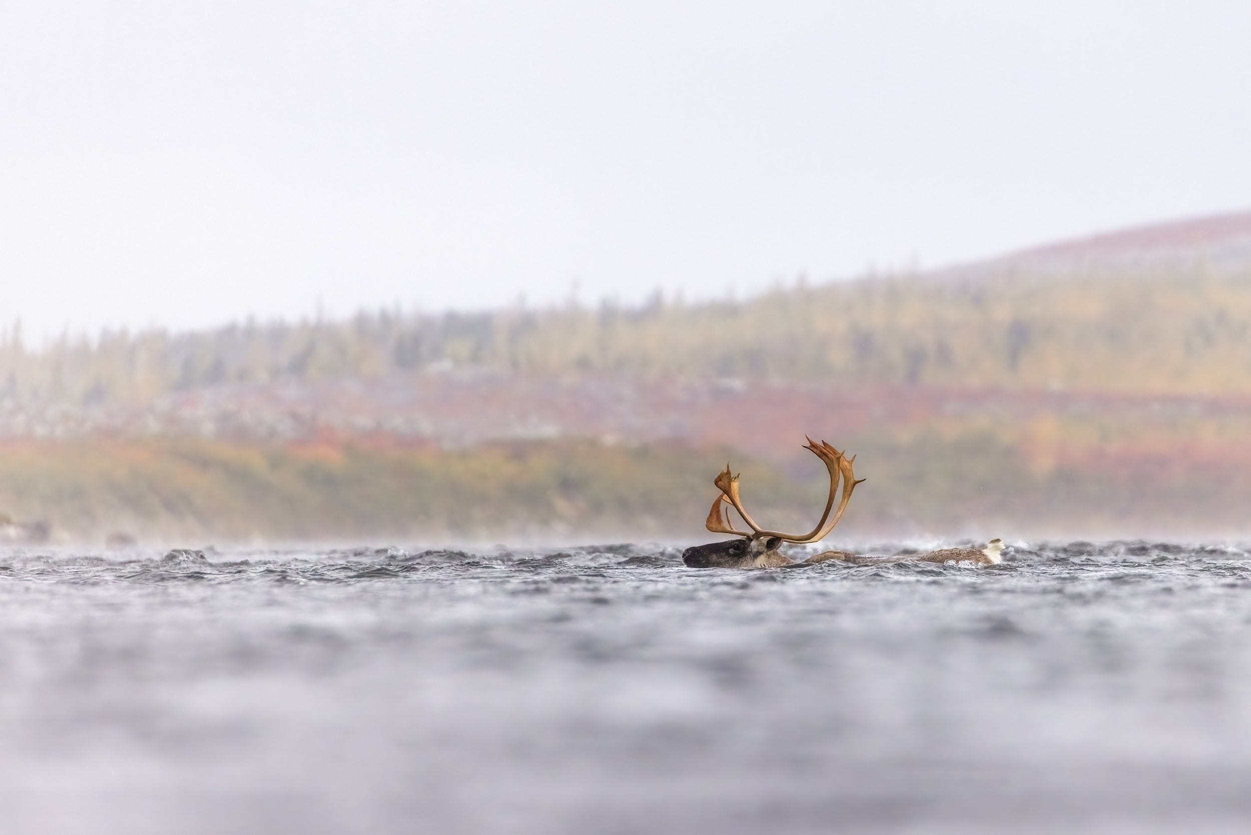 Caribou migrateur - Automne 020