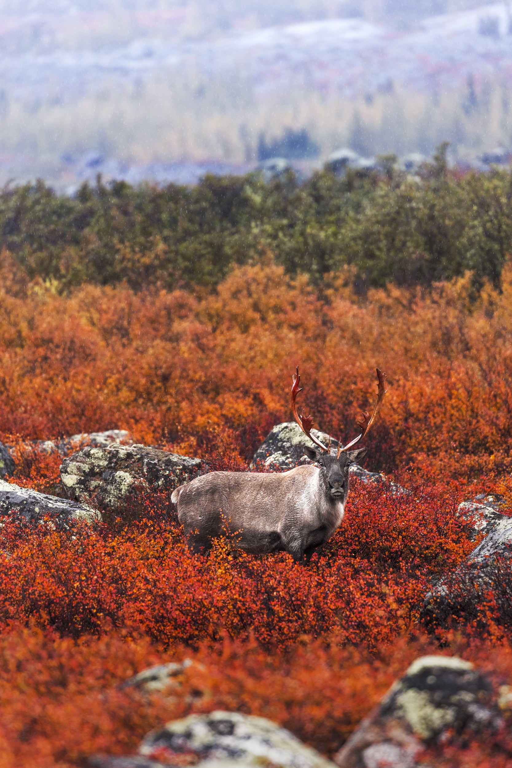 Caribou migrateur - Automne 021