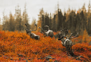 Caribou migrateur - Automne 023