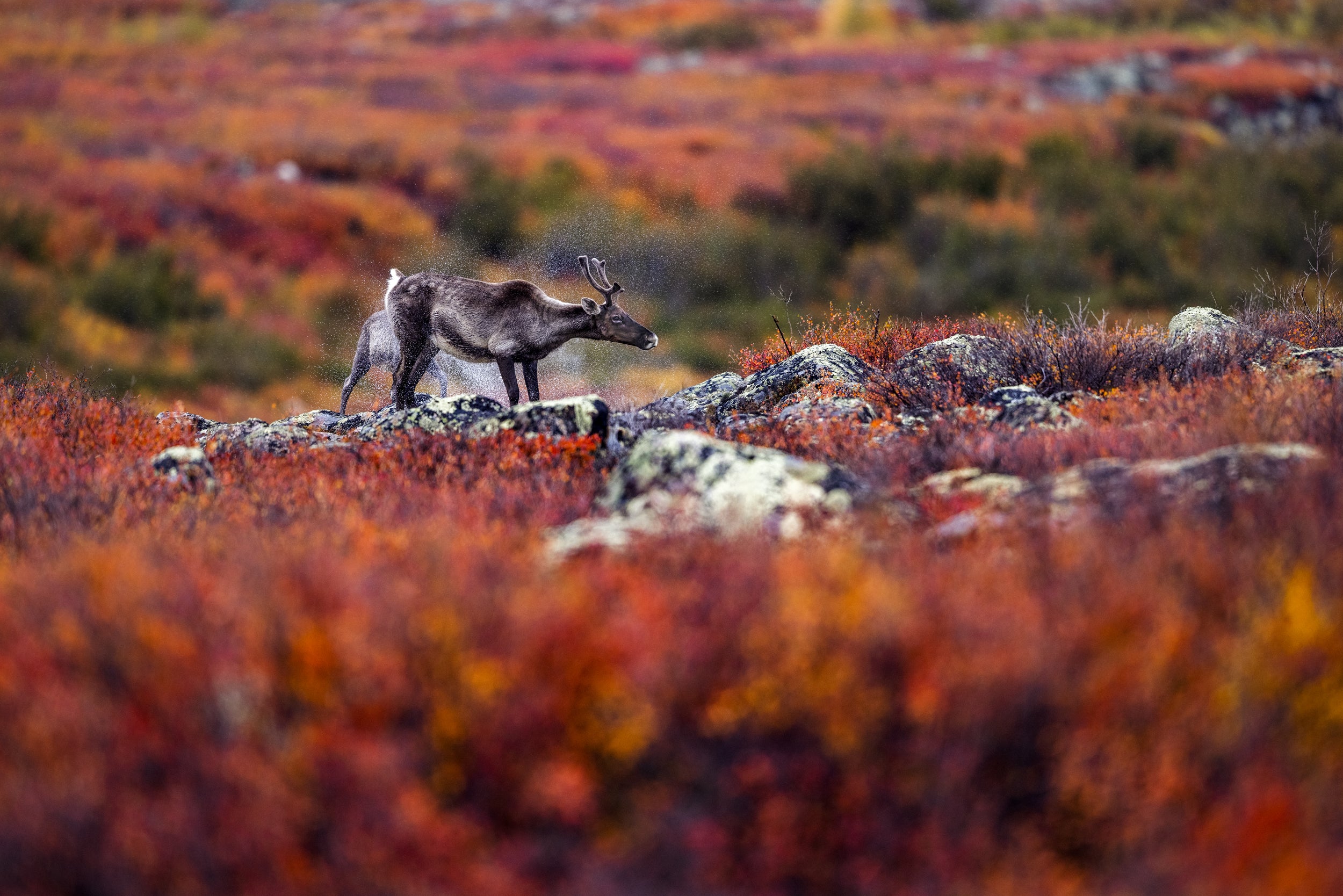 Caribou migrateur - Automne 026