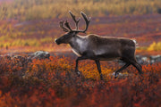 Caribou migrateur - Automne 027
