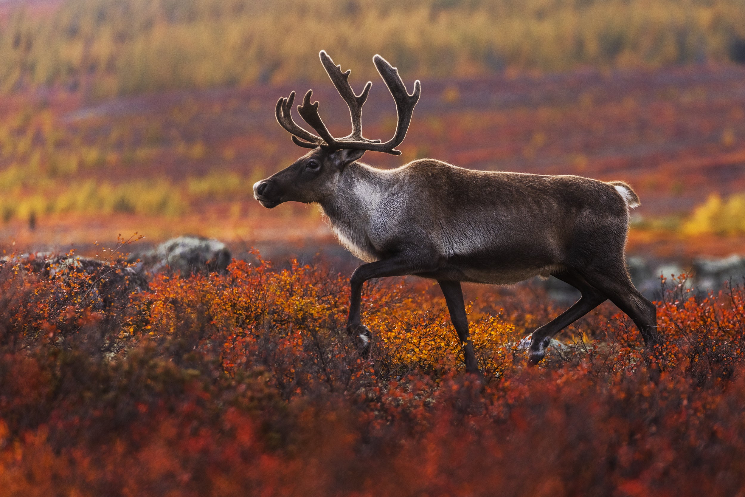 Caribou migrateur - Automne 027