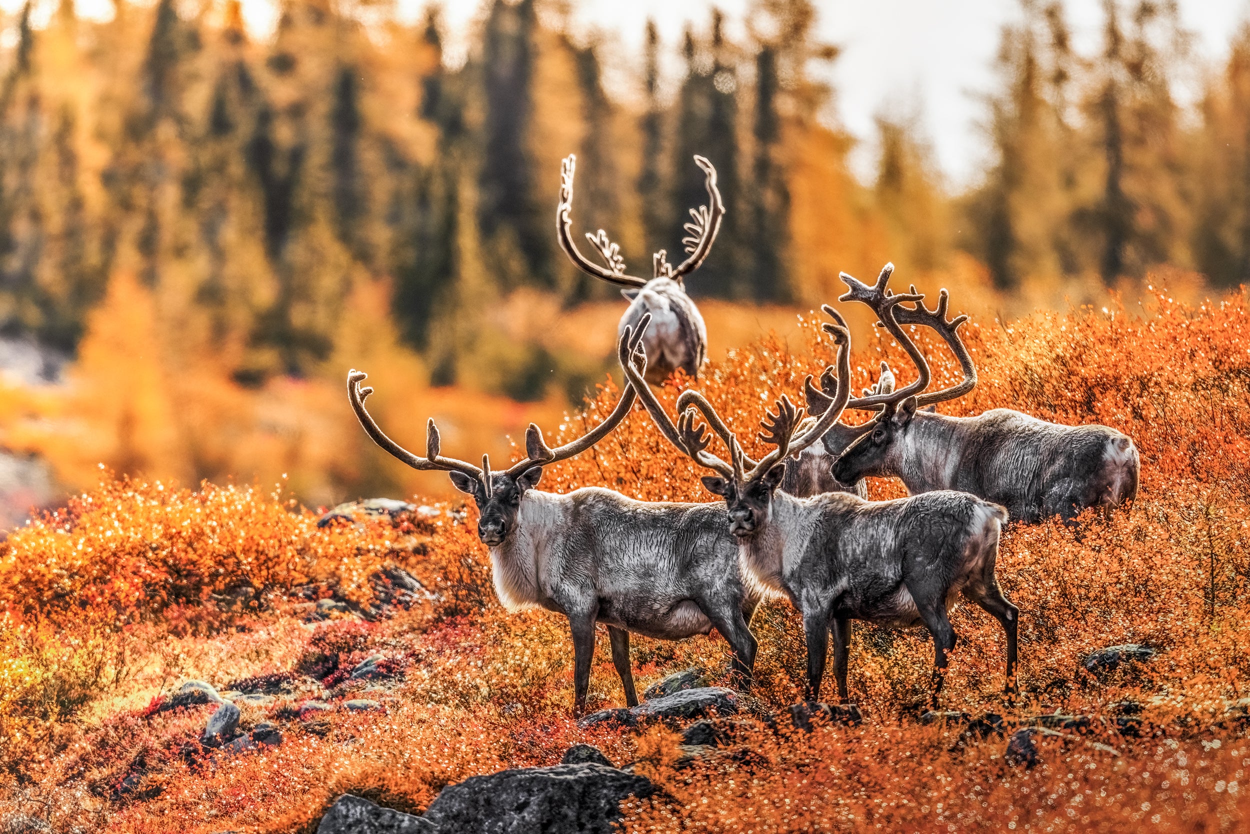 Caribou migrateur - Automne 034