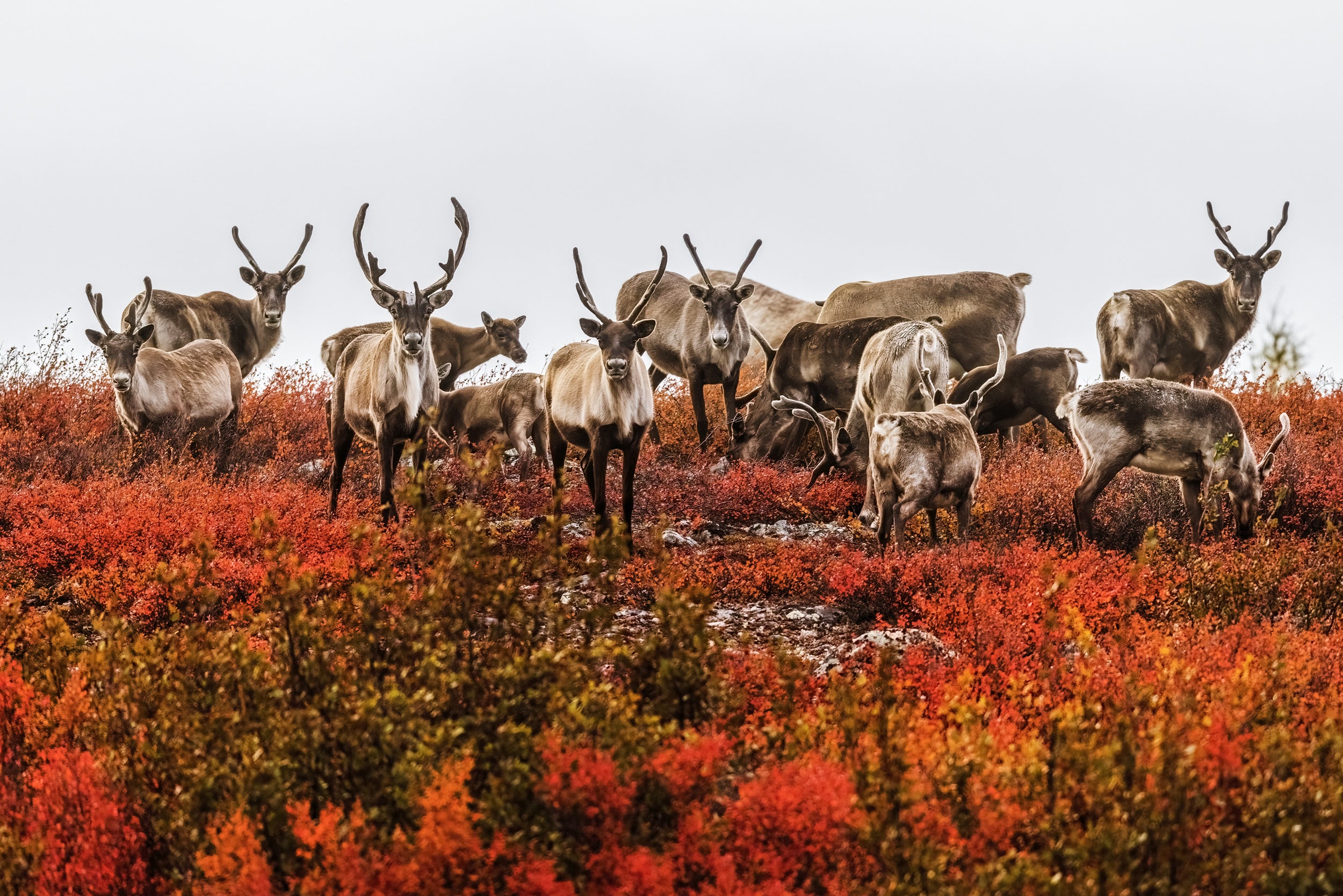 Caribou migrateur - Automne 040