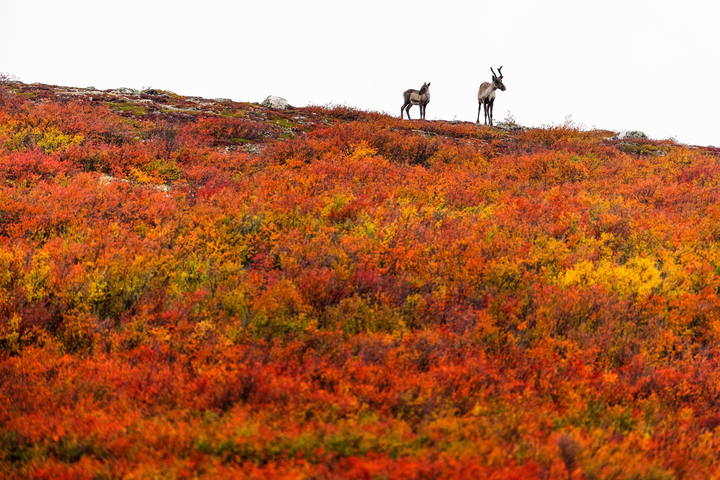 Caribou migrateur - Automne 047