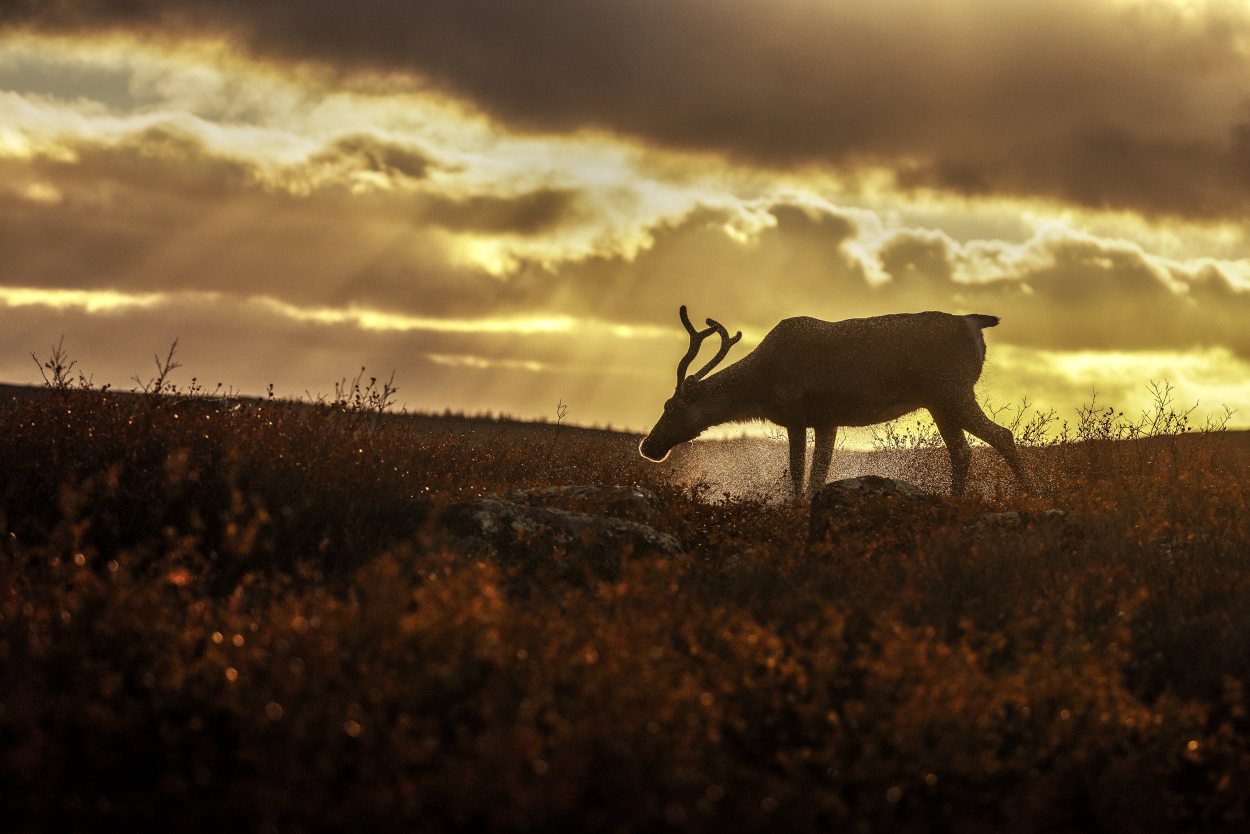 Caribou migrateur - Automne 049