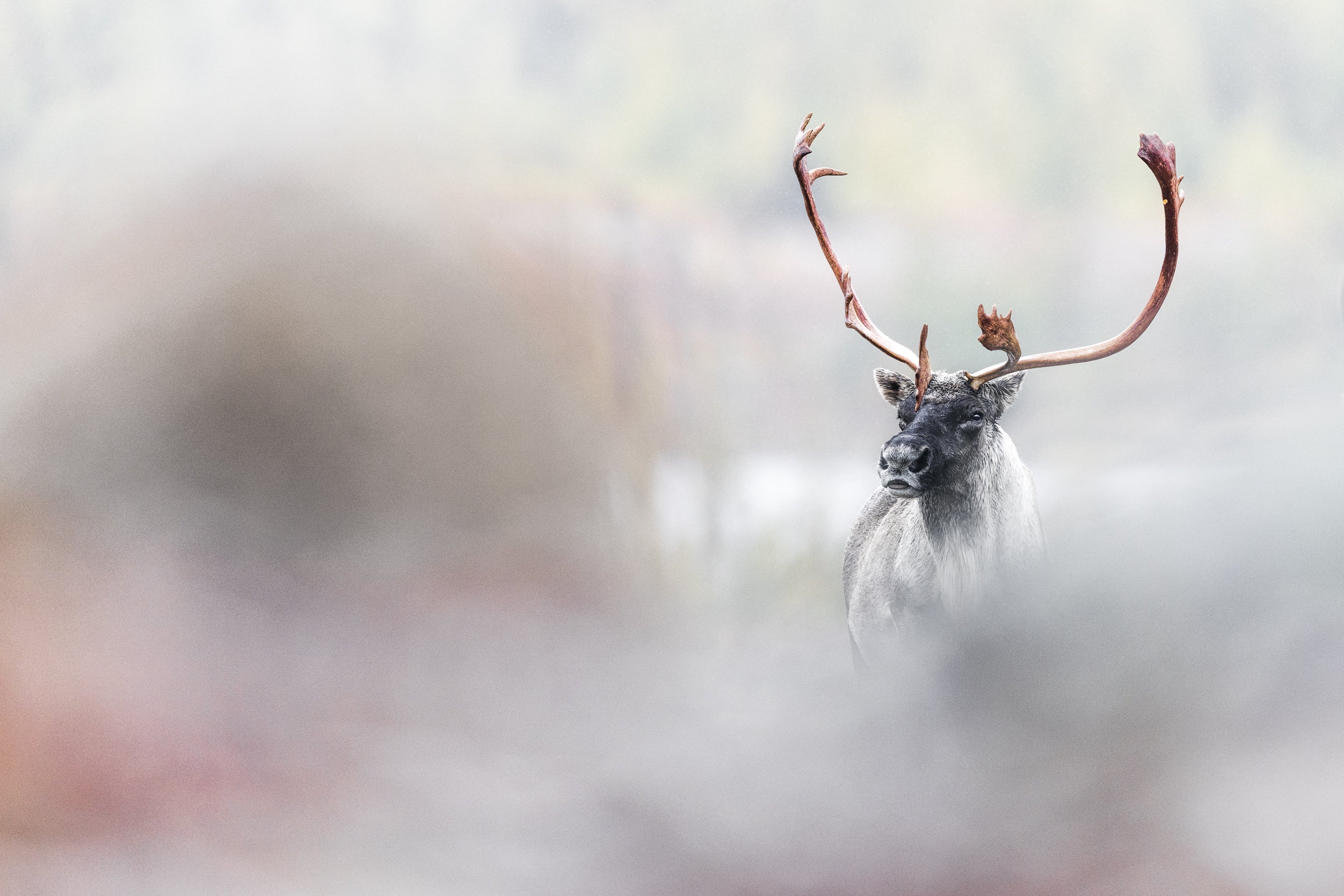 Caribou migrateur - Automne 066