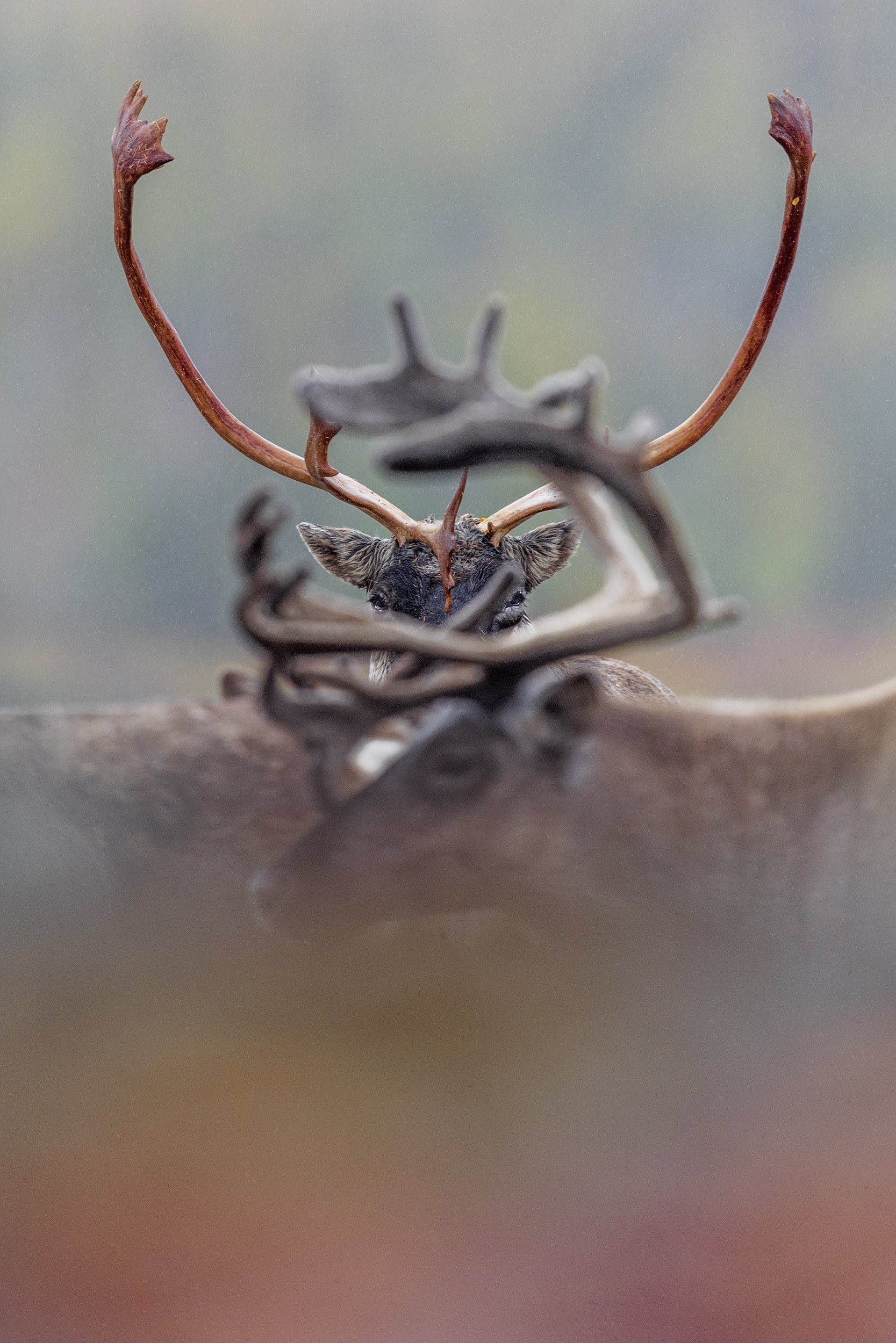 Caribou migrateur - Automne 067