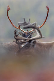 Caribou migrateur - Automne 067