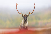 Caribou migrateur - Automne 069