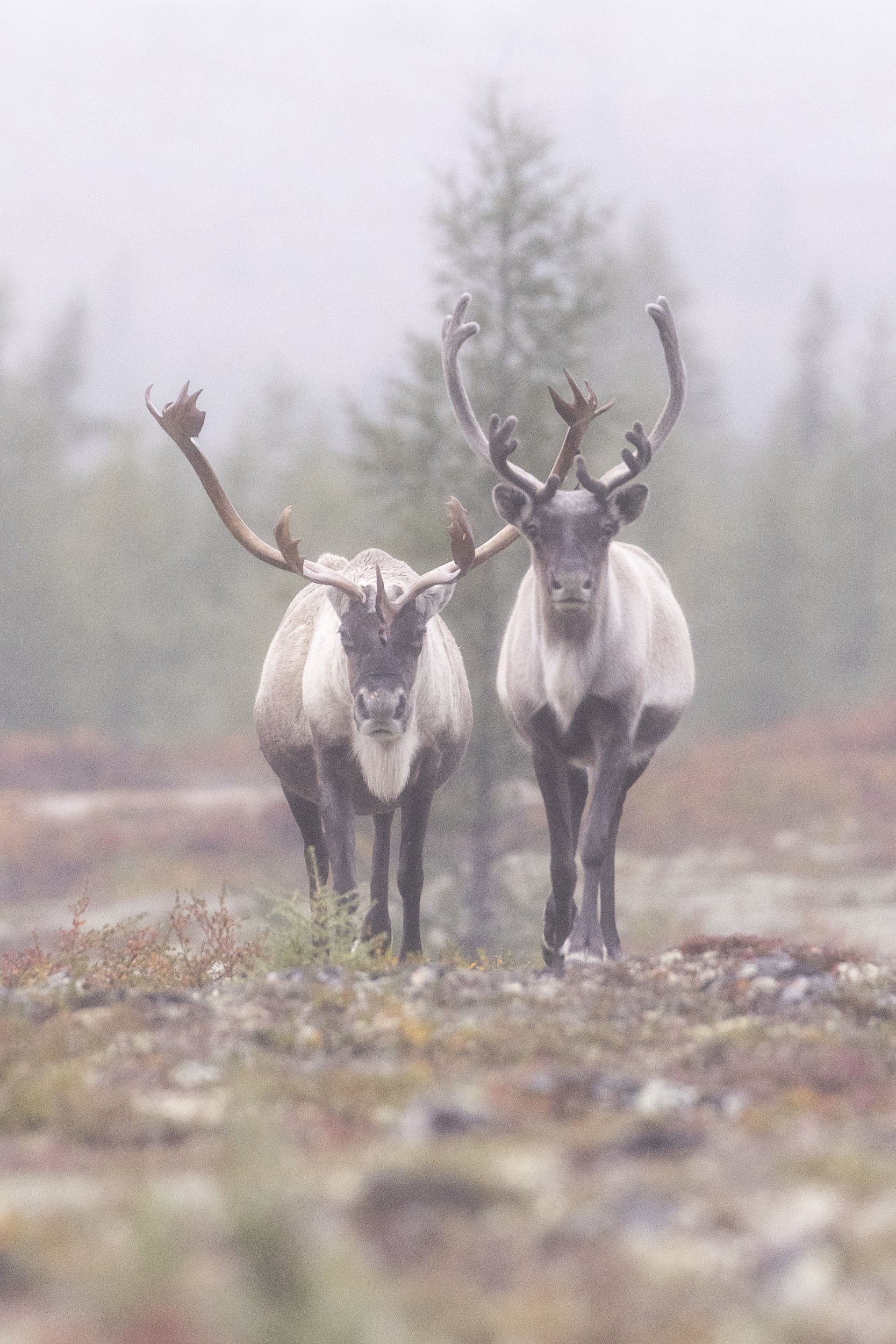 Caribou migrateur - Automne 073